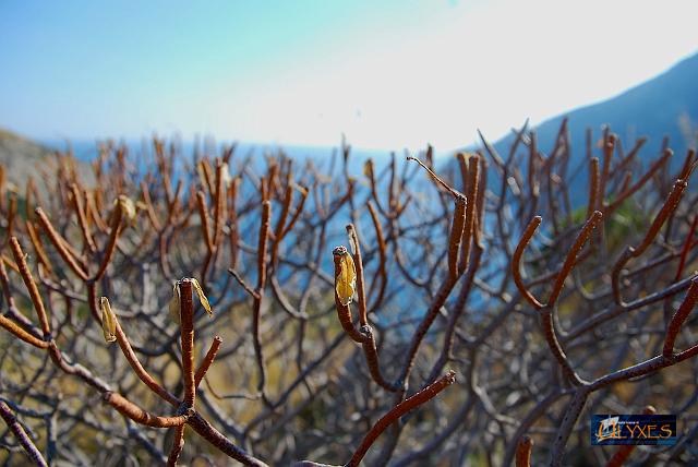 euphorbia in riposo vegetativo.jpg